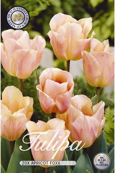 Tulip Apricot Foxx 20-pakning
